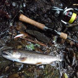 沢を３本釣り上がる ～長良川水系～